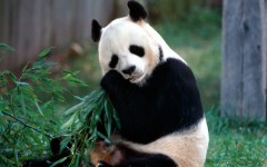 Desktop image. Animals. ID:34383