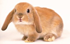 Desktop image. Animals. ID:34384