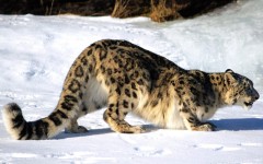 Desktop image. Animals. ID:34385