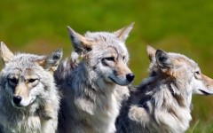 Desktop image. Animals. ID:34386