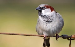 Desktop image. Animals. ID:34388