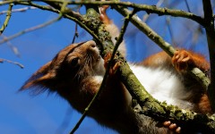 Desktop image. Animals. ID:50332