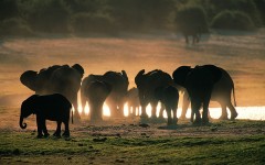 Desktop image. Animals. ID:50340