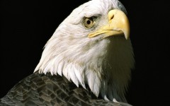Desktop image. Animals. ID:34391