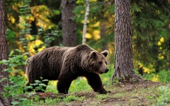 Desktop image. Animals. ID:50304