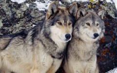 Desktop image. Animals. ID:34394