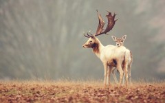 Desktop image. Animals. ID:50356