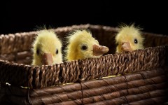 Desktop image. Animals. ID:50363