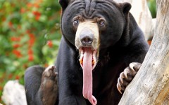 Desktop image. Animals. ID:34397