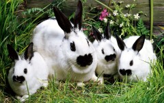 Desktop image. Animals. ID:34399
