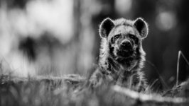 Desktop image. Animals. ID:100977