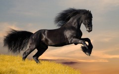 Desktop image. Animals. ID:34406