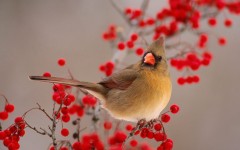 Desktop image. Animals. ID:34407
