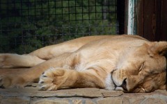 Desktop image. Animals. ID:34421