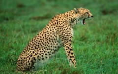 Desktop image. Animals. ID:34423