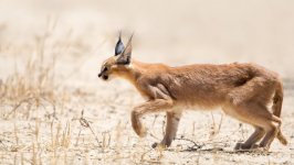 Desktop image. Animals. ID:100779