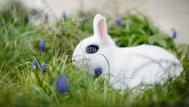Desktop image. Animals. ID:100766