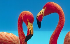 Desktop image. Animals. ID:34427