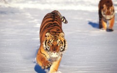 Desktop image. Animals. ID:34428