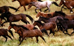 Desktop image. Animals. ID:34429