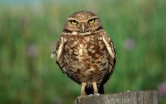 Desktop image. Animals. ID:34430