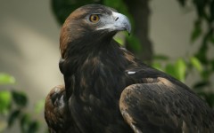 Desktop image. Animals. ID:34431