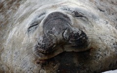 Desktop image. Animals. ID:34433