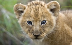 Desktop image. Animals. ID:34434