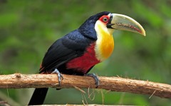 Desktop image. Animals. ID:34435