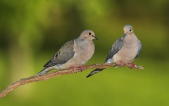 Desktop image. Animals. ID:34436