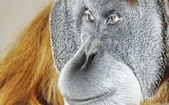Desktop image. Animals. ID:34437