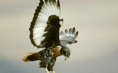 Desktop image. Animals. ID:34438