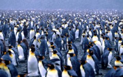 Desktop image. Animals. ID:34439