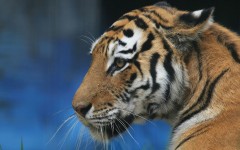 Desktop image. Animals. ID:50442