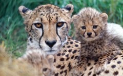 Desktop image. Animals. ID:34443