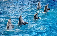 Desktop image. Animals. ID:50434