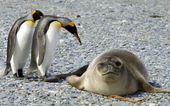 Desktop image. Animals. ID:50443