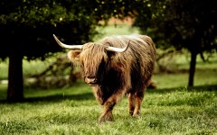 Desktop image. Animals. ID:34446