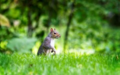 Desktop image. Animals. ID:34447