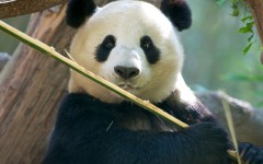 Desktop image. Animals. ID:50447