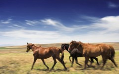 Desktop image. Animals. ID:34449