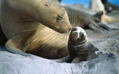 Desktop image. Animals. ID:34450