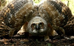Desktop image. Animals. ID:50449