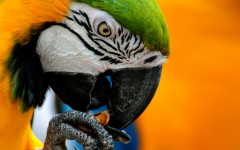 Desktop image. Animals. ID:34456