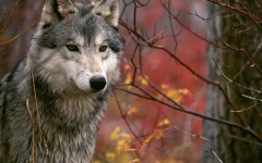 Desktop image. Animals. ID:34457