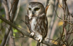 Desktop image. Animals. ID:34458