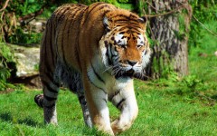 Desktop image. Animals. ID:34459