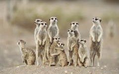 Desktop image. Animals. ID:34460