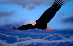 Desktop image. Animals. ID:34461