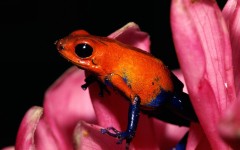 Desktop image. Animals. ID:34462